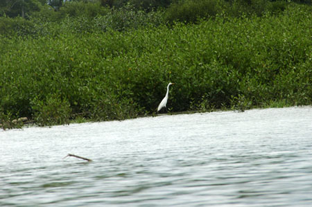mangrove_0163