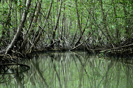 mangrove_0239