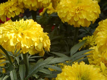 P7160067