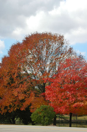 DSC_0031