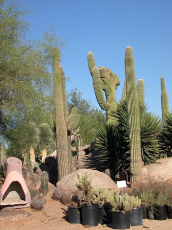 DSCN3094