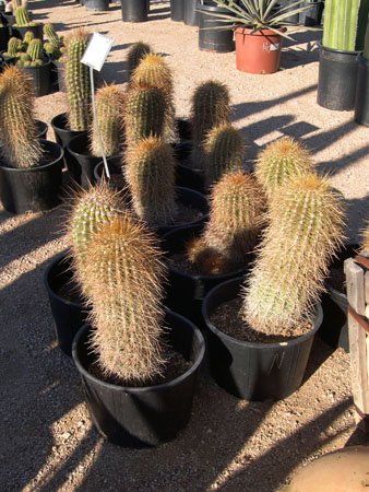DSCN3117