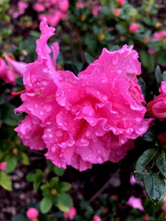 IMG_4795