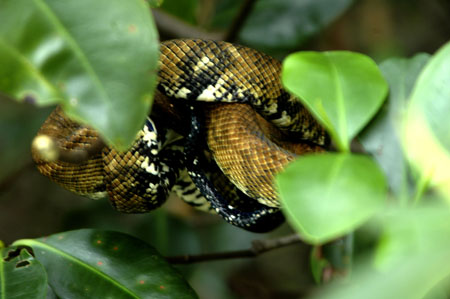 mangrove_0201