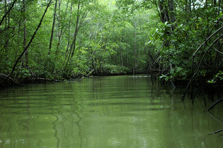 mangrove_0247