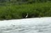 mangrove_0163