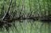 mangrove_0239