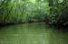 mangrove_0247