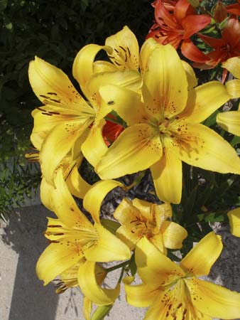 P7110057