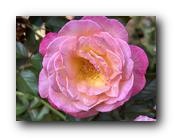 IMG_9980.jpg