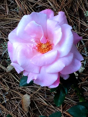IMG_4278