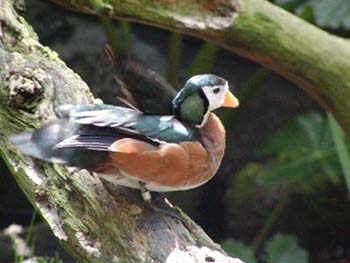 duck