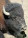 bison