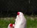 feet