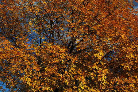 DSC_0006
