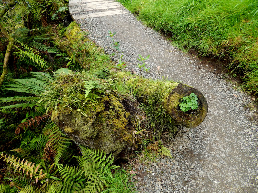 hobbiton131
