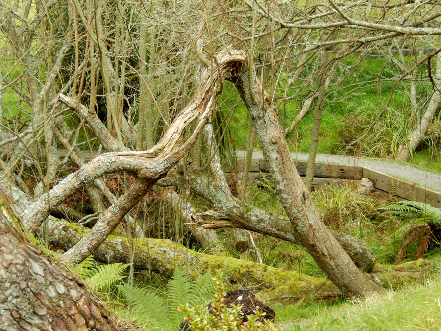 hobbiton132