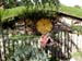 hobbiton6