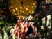 hobbiton7