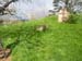 hobbiton82