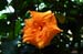 lon_j483