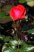 lon_j503