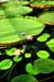 lon_j517