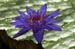 lon_j533