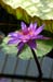 lon_j538
