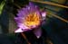 lon_j544