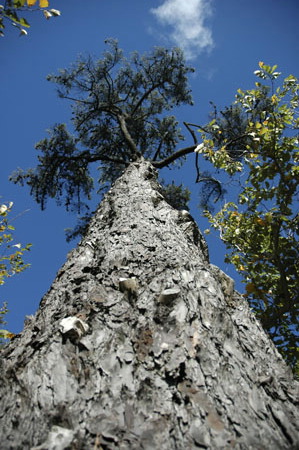 mount_61