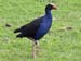 pukeko