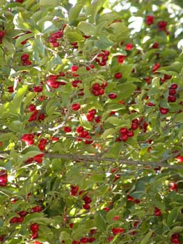 P8230073