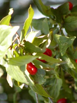 P8230075