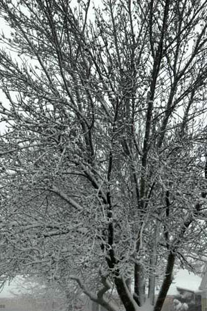 DSC_0011