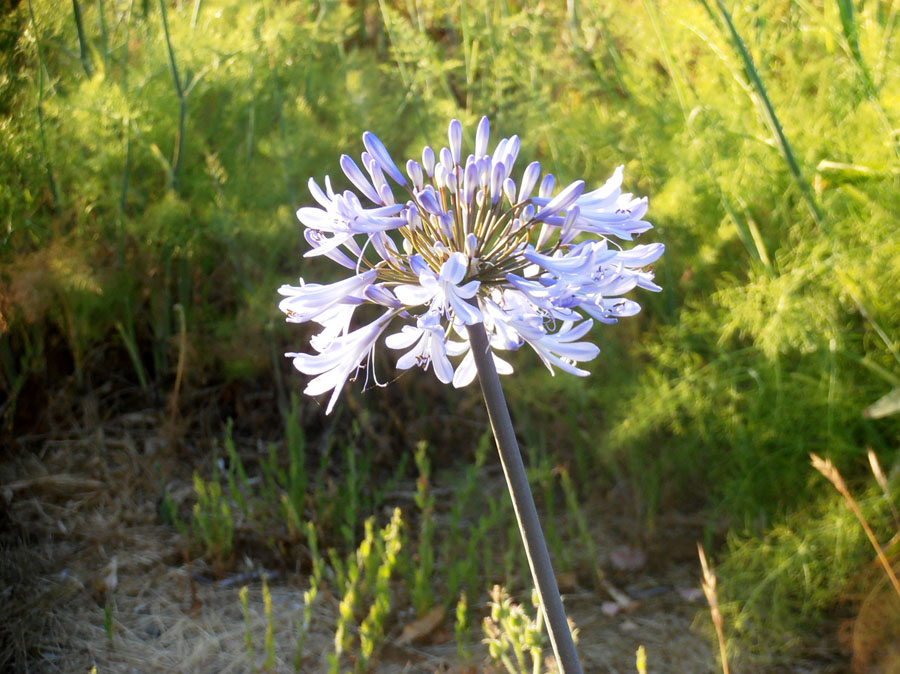 1SFO-P7070016