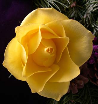 DSCN1181-c