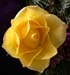 DSCN1181-c