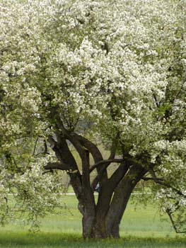 P4240073