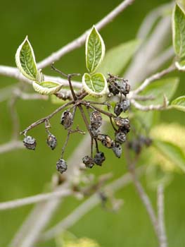 P4240106