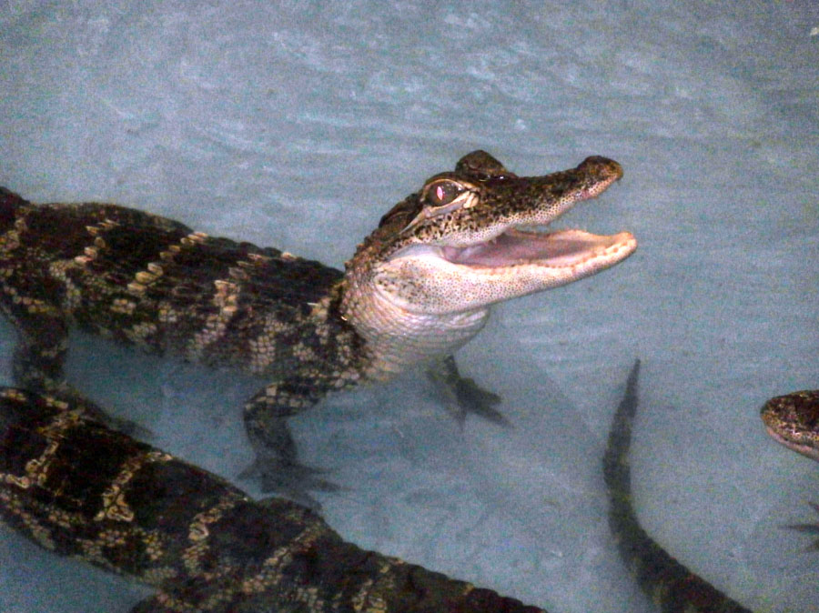 gator-P1070093-eileen