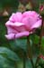 war_j386