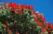 DSF_0193