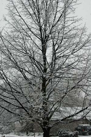 DSC_0010c
