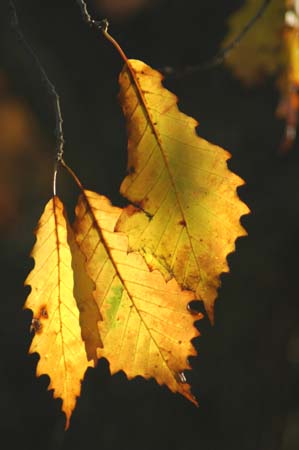 vSC_0054