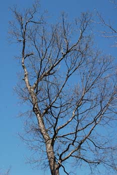 dsd_0037