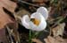 dsd_0007