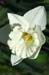 dsd_0012