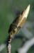 dsd_0061
