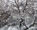 tblizzard2.jpg